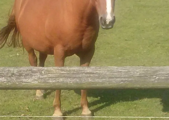 Laurence By Interhome Apartment Hanau